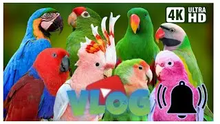 Rameses B - Set Me Free | House | NCS -Copyright Free Music | BiRDS VLOG |