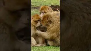 Family of Monkeys Remove Bugs from Child and Eat