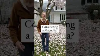 Considering A Magnolia Tree?