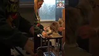 Deze MAINECOON is toch IEDER zijn FAVORIET. #mainecoon #favoriet #kitten #poesje #shorts