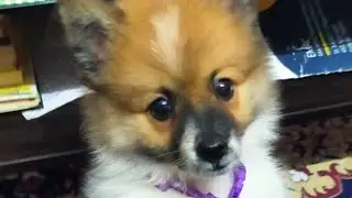 Funny Puppy Barking Compilation//Angry Dog Barking//Fighting Puppy #molly #dog #doglover #puppy