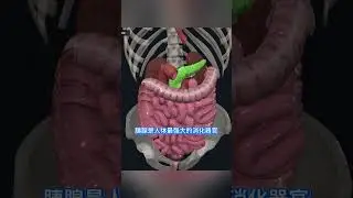 三分鐘了解男性臟器位置