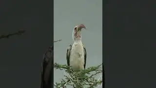 Beautiful bird||Musa plus am||