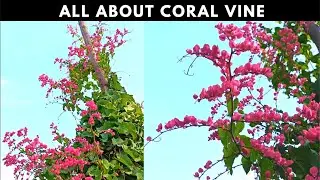 All about Coral Vine | Sunlight | Pruning | Watering | Propagation & Warnings
