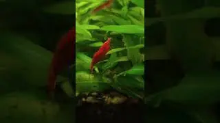 Red cherry shrimp cleaning itself ||  #aquascape #plantedtank #nature #aquarium
