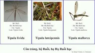 C&ocirc;n tr&ugrave;ng, bộ Ruồi, họ Họ Ruồi hạc tipula insect mallorca ultima cava tricolor viridis dorsalis