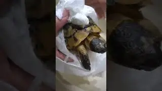 NOKONOKOは風呂に入って♨️🐢♥食事しました🍴⭐️♥️🥬🌱🐢　　　　　　　　　　　　　　　　NOKONOKO took a bath♨️🐢♥ and had a meal🍴⭐️♥️🥬🌱🐢