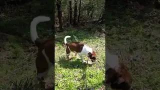 Bear the Foxhound Smells a Rabbit!