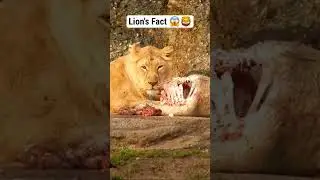 Lion's fact 😱🦁 10 Facts of Lion's  #usa #facts #wildlife #animals #forest #lion #wildlifedocumentary