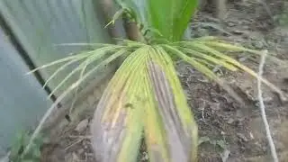 My Coconut Plant Growing Gradually 🌱 | Nature&rsquo;s Slow & Steady Progress