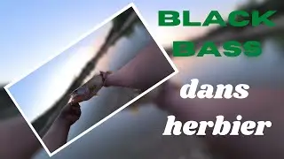 P&Ecirc;CHE DU BLACK BASS DANS LES HERBIERS