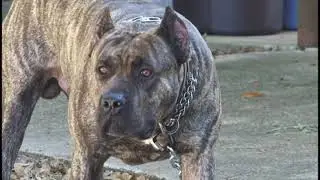 Defense Against A Single Dog Attack