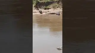 Hippos & Crocodiles of the Maasai Mara 🦛🐊 @ Savor Travel
