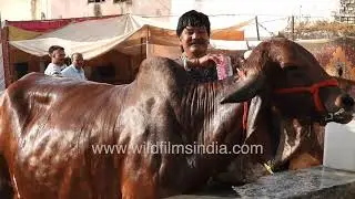 At the bustling Pushkar Fair a cow&rsquo;s owner is bathing his cow