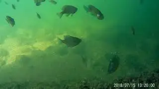 Exploring under a bridge -Washago Ontario