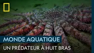 Cette dangereuse étoile de mer géante possède 18 bras