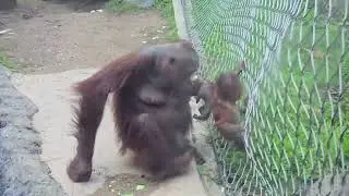 Orangutans Kalim & Baby (born 10.10.25) at Los Angeles Zoo (filmed 1.6.2026/ no sound)