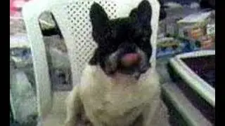 Can French Bulldogs Chewing?