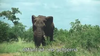 2020. KrugerPark, hyenas, babboons and a nimmerzat.