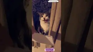 Cats learning stuff 😻😹