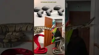 Animal funny video 2026 Anaconda snake python bhoot wala ondel ondel saamp bhoot wala #funny #shorts