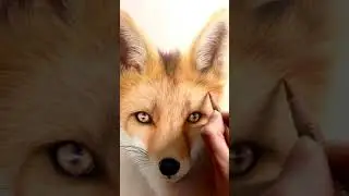 How to draw Fox | Colored pencil on Canson paper