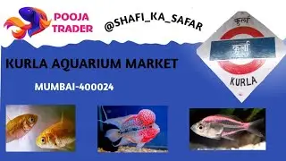 kurla fish market....(POOJA TRADER)🐟| largest aquarium fish market