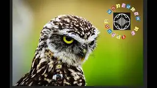 What does an owl sound like? | Real owl hooting sound