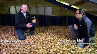 UIENEXPERTS - het oogstmoment voor uien