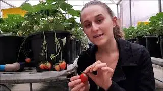 Doenças do morangueiro