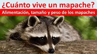 Cuanto vive un mapache
