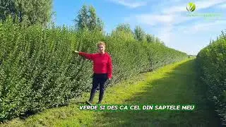 Gard Viu - cel mai frumos gard viu din Romania