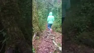 Knysna Forests | Western Cape | South Africa
