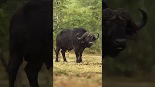 BUFFALO - Buffalo Sounds 🖤  (1)