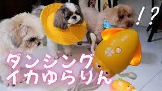 ナニコレ「イカゆらりん」知ってますか？ワンコに遊ばせた結果・・・。