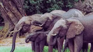 ,,..New Elephants video 2026 । KHADIJA KHATUN । #animals #asianelephant #new.mp4