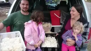 The Bruni family forages for wild fungus.  (Bears tooth. aka Lions mane, Hericium)