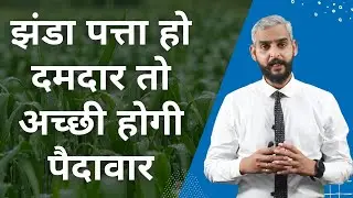 अनाज वाली फसलों में झंडा पत्ती का महत्व | Importance of Flag Leaf in Cereal Crops | JU Potash 2000