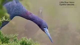 Episode15 Ocean City WElcome Center Breeding Plumage Little Blue  Heron, glossy and white ibis+More