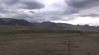 Mule deer Road