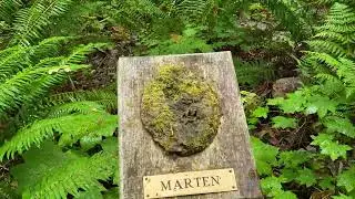 Oldgrowth Forest Loop Trail - Randle, Washington