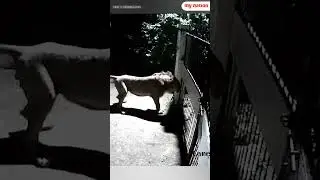 Lions Vs Pet Dogs: Dramatic Fight Caught On CCTV Camera in Gujarat's Savarkundla | My Nation