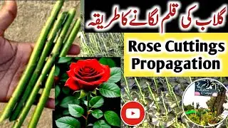 Rose plants to grow at home from cuttings 2024🌹|| desi gulab ki cutting kaise lagaye