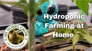 Hydroponic Farming at Home - Trellis Net and Training Has Begun.
