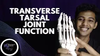 TRANSVERSE TARSAL JOINT FUNCTION(ANKLE JOINT BIOMECHANICS)Physiotherapy Tutorials