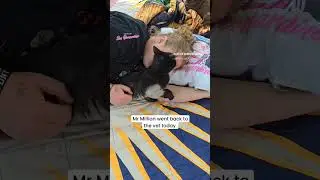 Million Dollar Highway Update #cat #kittenrescue #catrescue