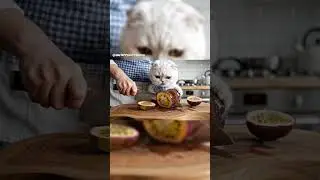 A cute Scottish fold cat is helping his owner cut open a glass passion fruit 😅😺