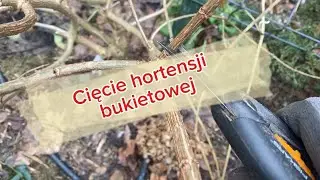 STYCZNIOWE przycinanie hortensji  