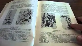 American Medicinal Plants