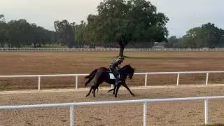 12/5/25 Early Voting/Flightline Yearlings